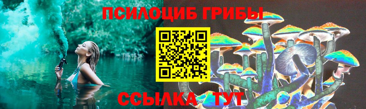 Псилоцибиновые грибы GOLDEN TEACHER  как найти закладки  Курчалой  Вход с VPN 